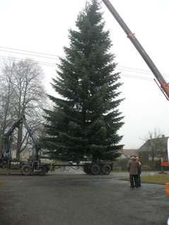 Vánoční strom pro Jihlavu 27.11.2012